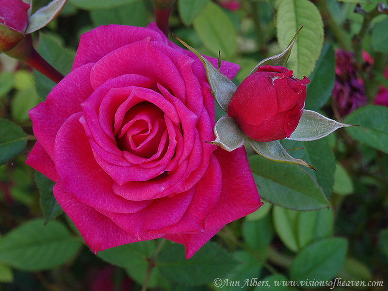 Photo of the week