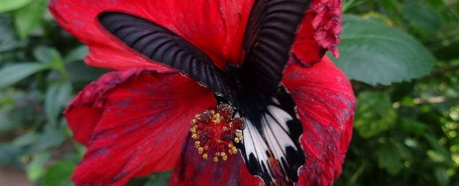 Messages from Ann & the Angels