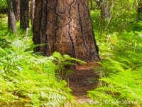 tree3 | Ann Albers Visions of Heaven
