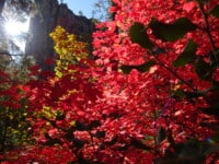 2023-autumnleaves2 | Ann Albers Visions of Heaven