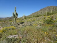 phoenix-cactus-mountains | Ann Albers Visions of Heaven Phoenix, Arizona
