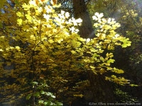 fallleaves11 | Ann Albers Visions of Heaven