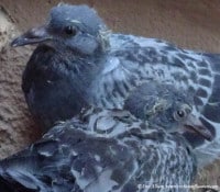 baby-pigeons | Ann Albers Visions of Heaven