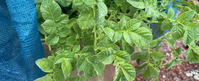 Close-up of a green potato plant with many veined leaves growing along a planter, blue fabric in the background.