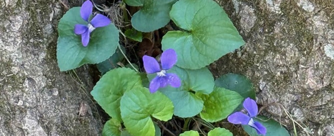 Purple vinca flowers with rounded green leaves growing on a tree trunk, clinging to the bark.