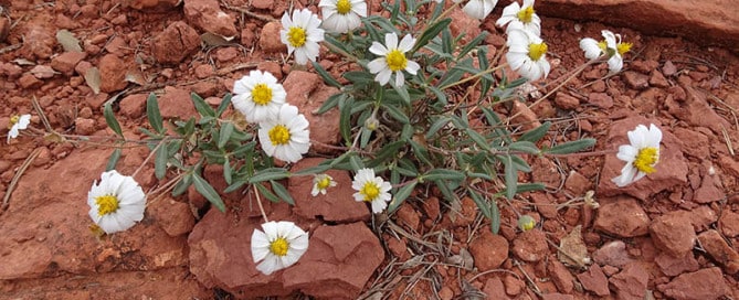 White daisy-like flowers with yellow centers growing among red rocky soil.
