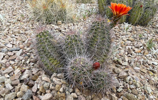 Cluster of barrel cacti with long white spines growing in a rocky desert garden; one cactus has a bright orange bloom on top.