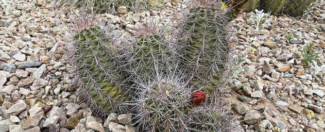 Cluster of barrel cacti with long white spines growing in a rocky desert garden; one cactus has a bright orange bloom on top.