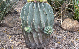cactus17 | Ann Albers Visions of Heaven Blue-green barrel cactus with tall vertical ribs and yellow flower buds on top, surrounded by rocky desert garden soil and stones.