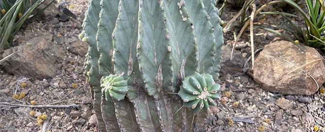 Blue-green barrel cactus with tall vertical ribs and yellow flower buds on top, surrounded by rocky desert garden soil and stones.