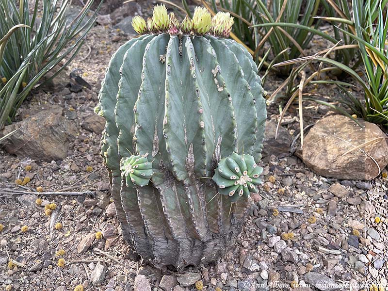 cactus17 | Ann Albers Visions of Heaven Blue-green barrel cactus with tall vertical ribs and yellow flower buds on top, surrounded by rocky desert garden soil and stones.