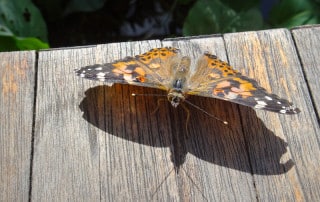 moth2 | Ann Albers Visions of Heaven Painted lady butterfly with orange and black wings perched on weathered wood, casting a shadow.