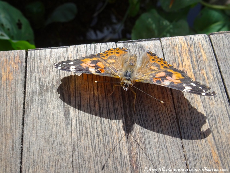 moth2 | Ann Albers Visions of Heaven Painted lady butterfly with orange and black wings perched on weathered wood, casting a shadow.
